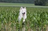 SIBERIAN HUSKY 146